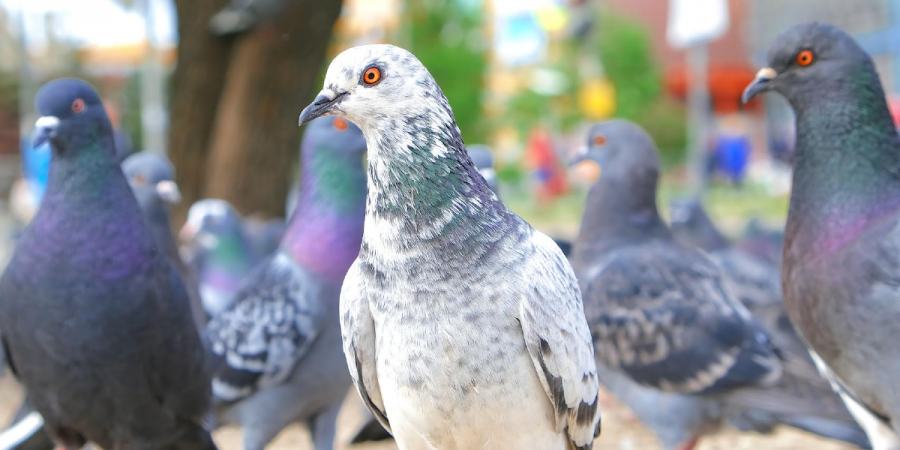 Image of pigeons in a public park