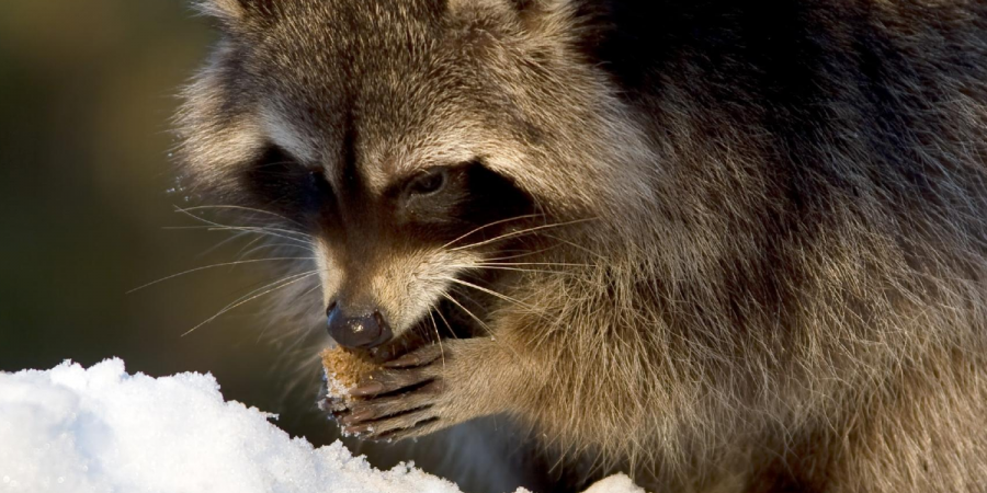 Raccoon eating on a snowy winter day