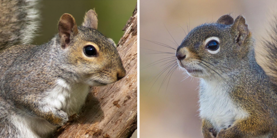 Gray Squirrel vs. Red Squirrel: The Difference Is More Than Fur-Deep