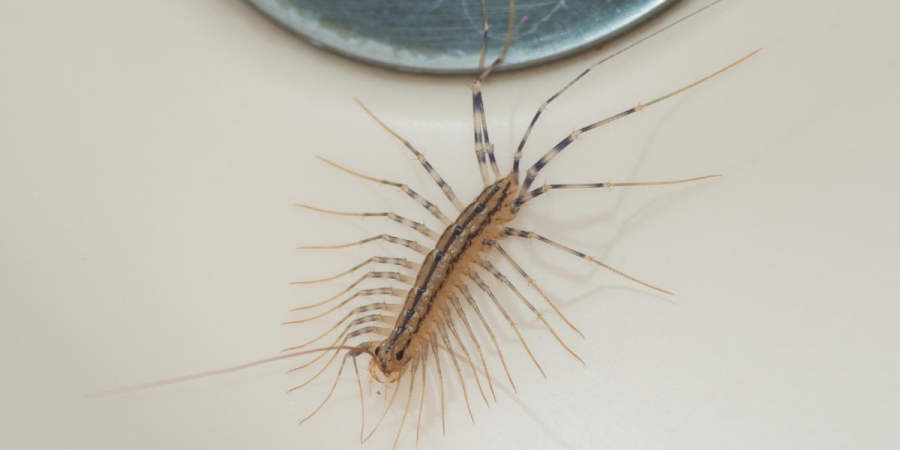 Picture of a house centipede in a residential bathroom