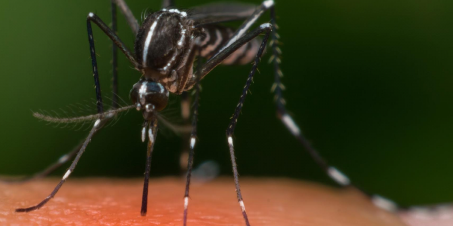 How Mosquitoes Smell Out Their Prey 