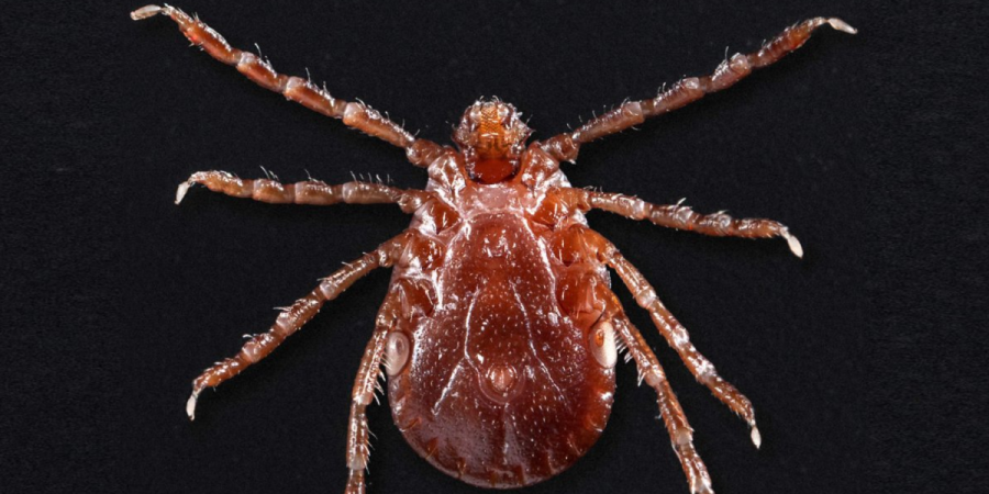 How the Asian Longhorned Tick is Changing the Game