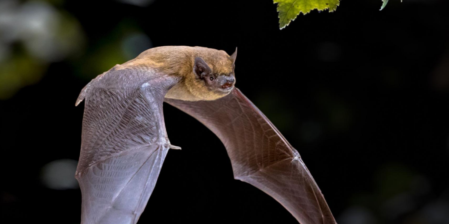 Wayward bat flying looking for a place to rest