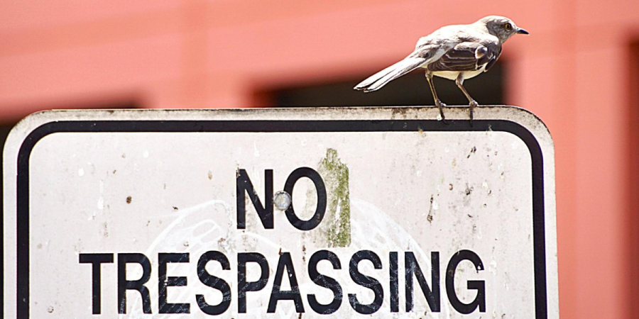 How to Keep Birds out of Your Store