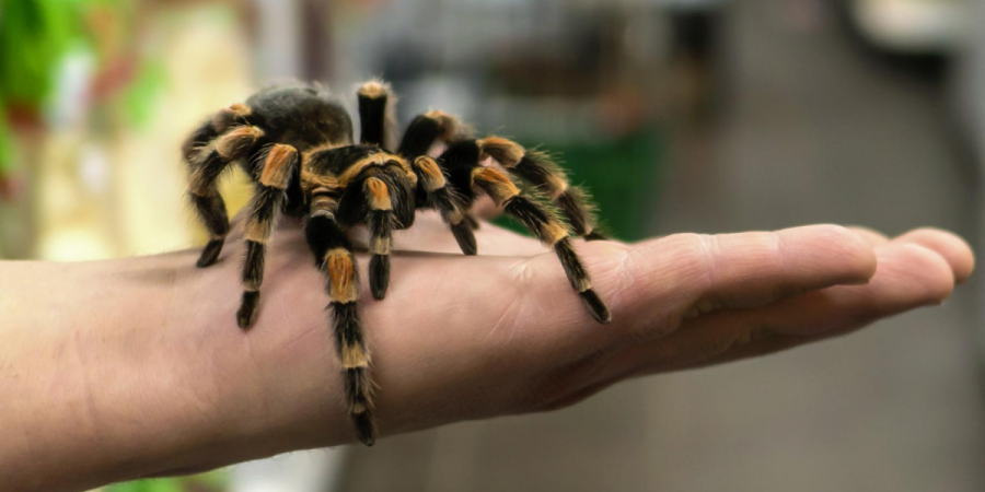 Imported Insects as Exotic Pets: Yay or Nay?