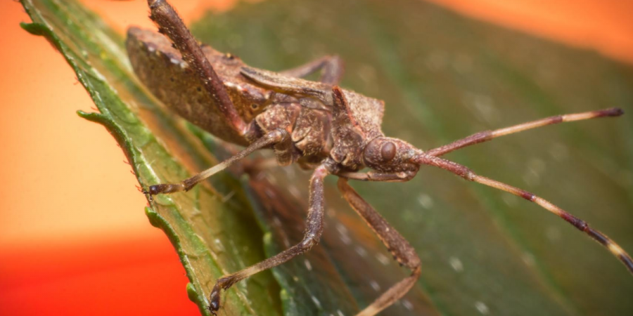 Keeping Squash Bugs Out of Your Pumpkin Patch 