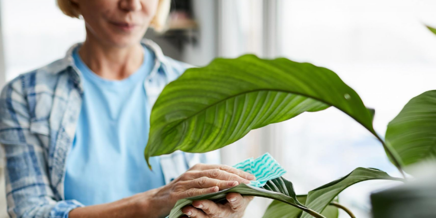 Woman taking care to keep her houseplant free from pests