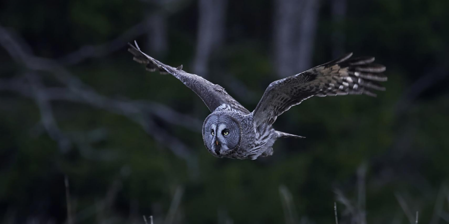 An owl in flight, hunting prey