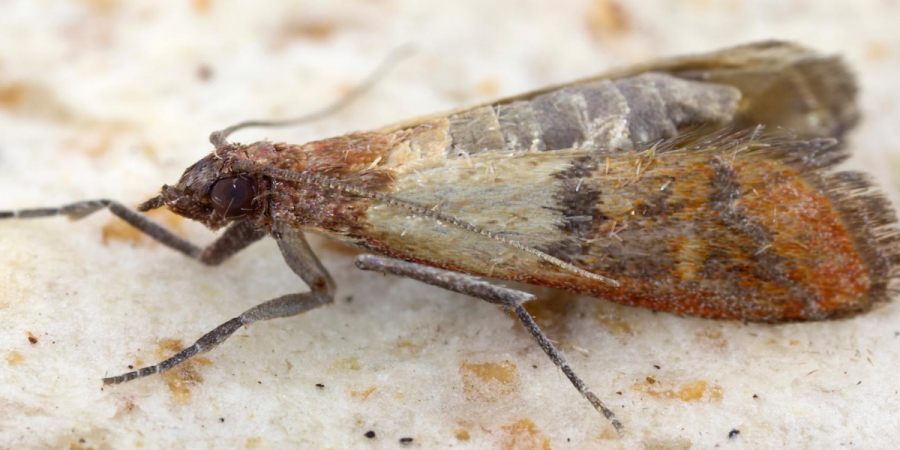 Moths in Your Pantry? Here's What to Do.