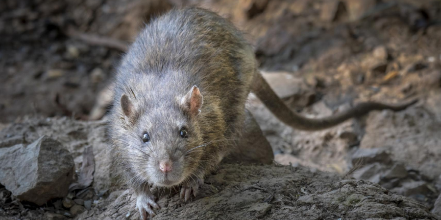 The Norway rat, a common rodent in New England