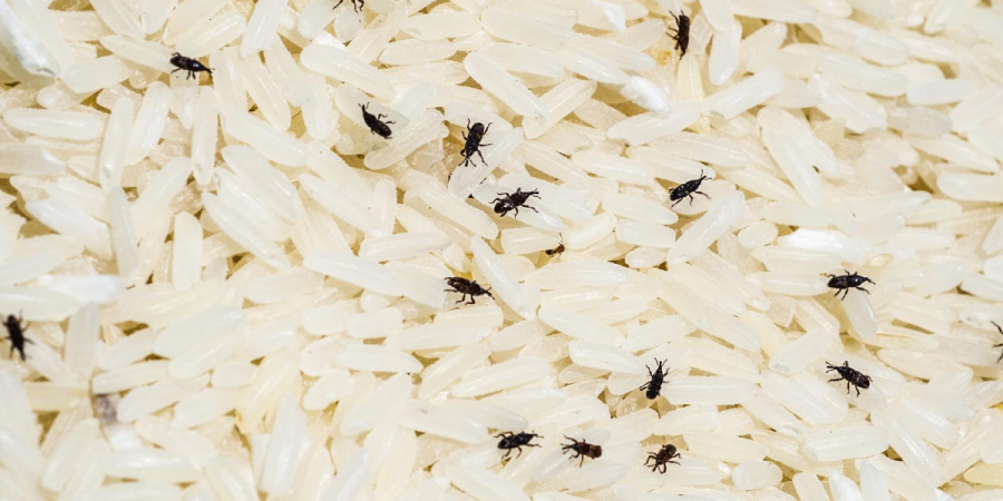 Insects hatching on rice in a residential home