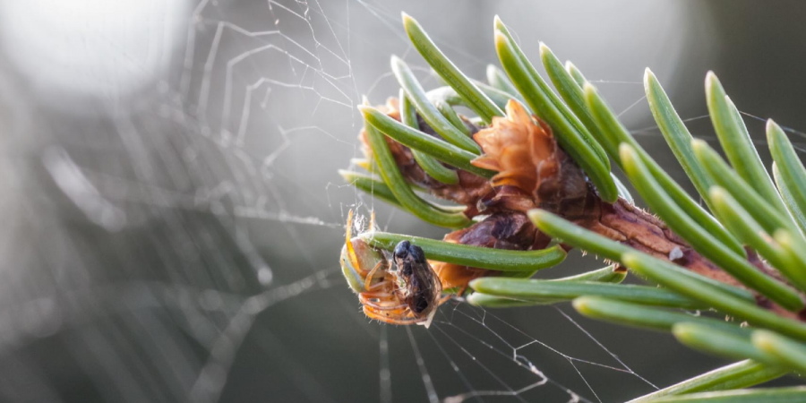 An insect on a Christmas-style evergreen tree for pest prevention