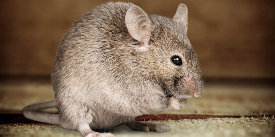 Reservation for a Rat or Mouse? How to Identify Unwanted Patrons