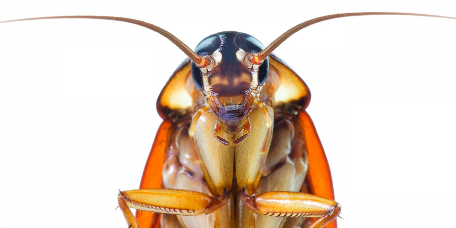 Roaches: When to Ignore them and When to Call the Pros 