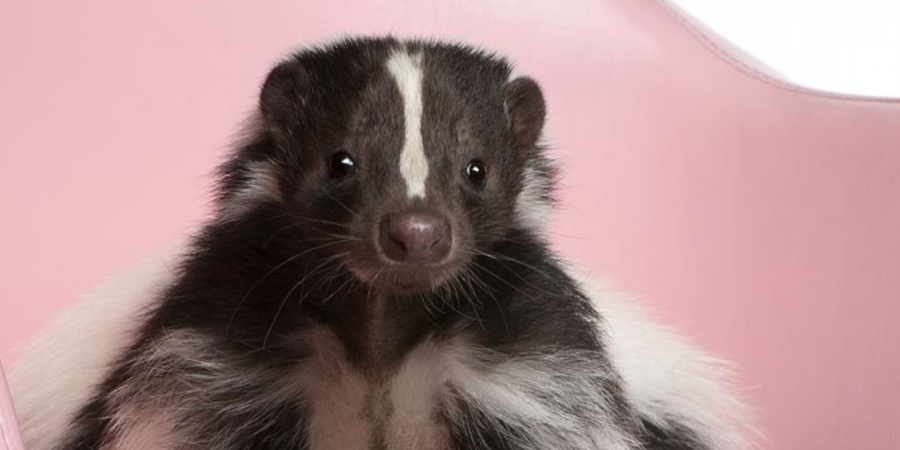 Skunks, Love and Roadkill: It's February in New England