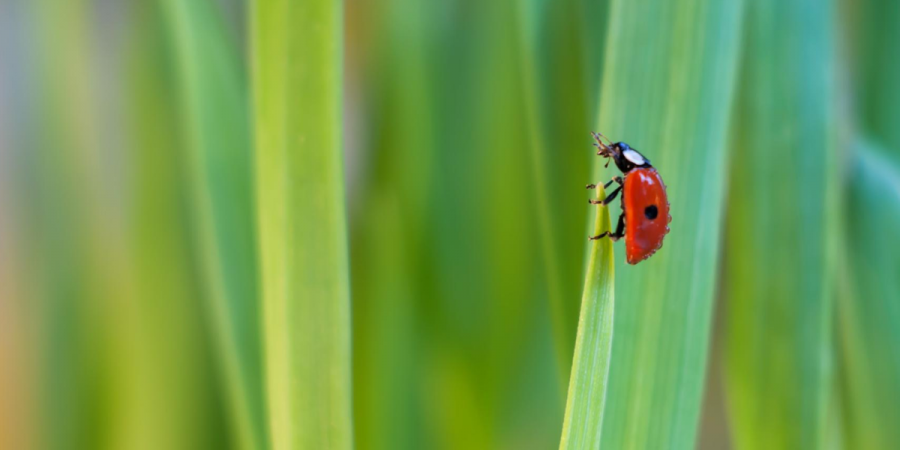 Spot the Difference Between Ladybugs and Lady Beetles