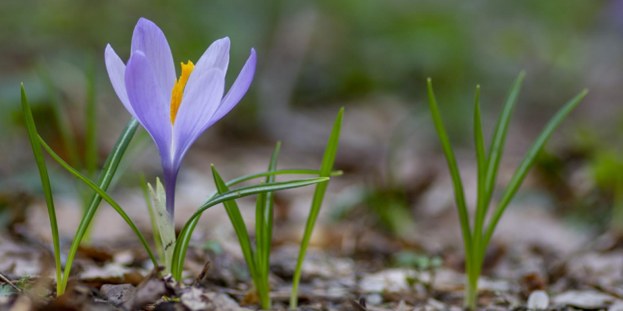 Springtime Pests aka The Awakening