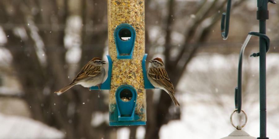 Squirrels Aren't the Only Bird Seed Bandits