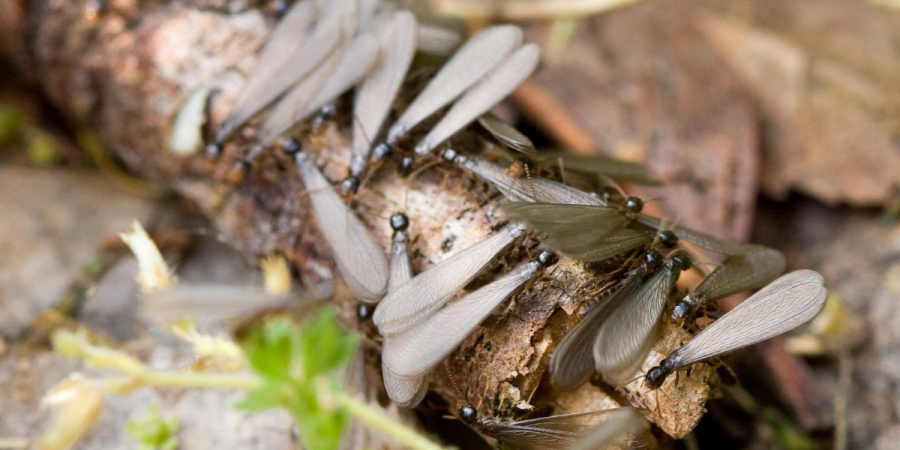 Swarming Season Has Arrived Termite 101
