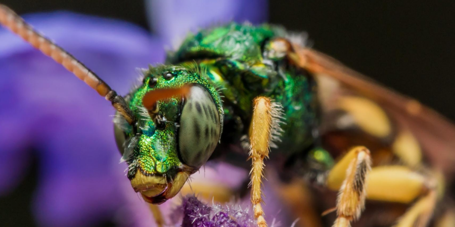 Taking a Look at Lone Bees 