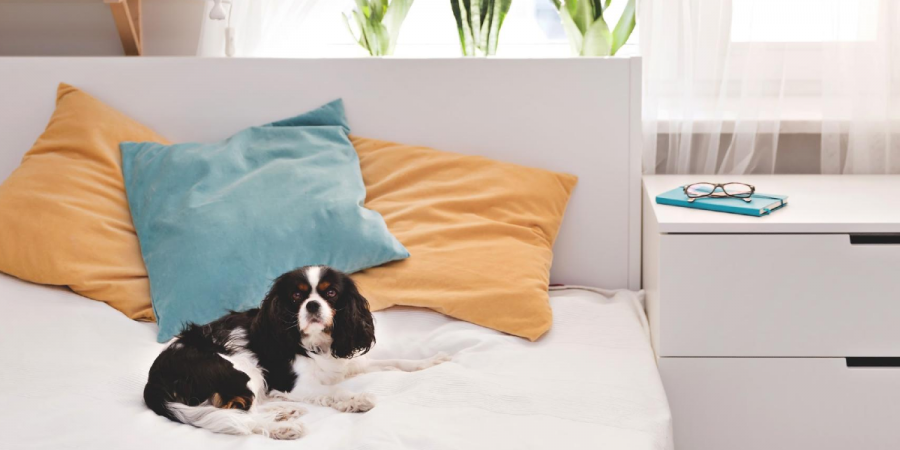 Image of a small dog on top of a bed