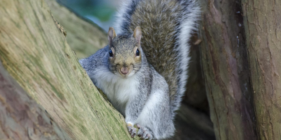 The Key to Successful Squirrel Removal: Preparation