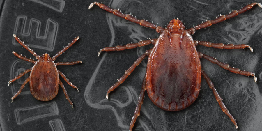 The Newest Tick Threat Asian Longhorned Tick