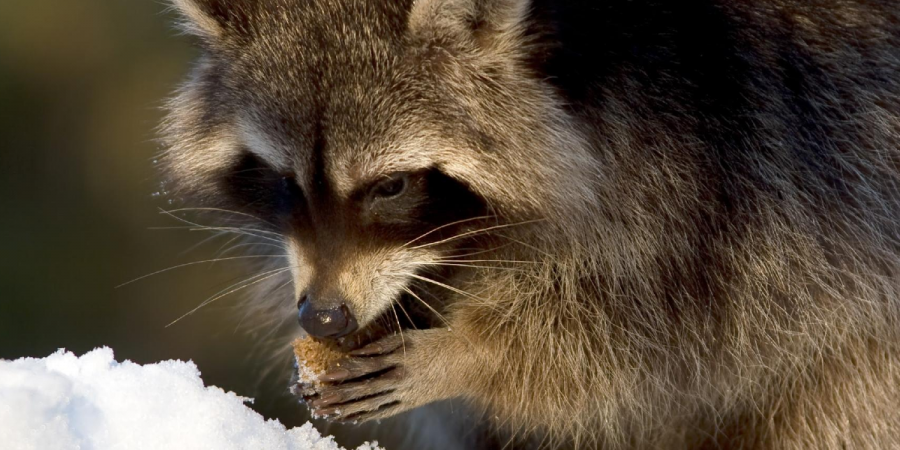 A raccoon scavenging for food on a winter day