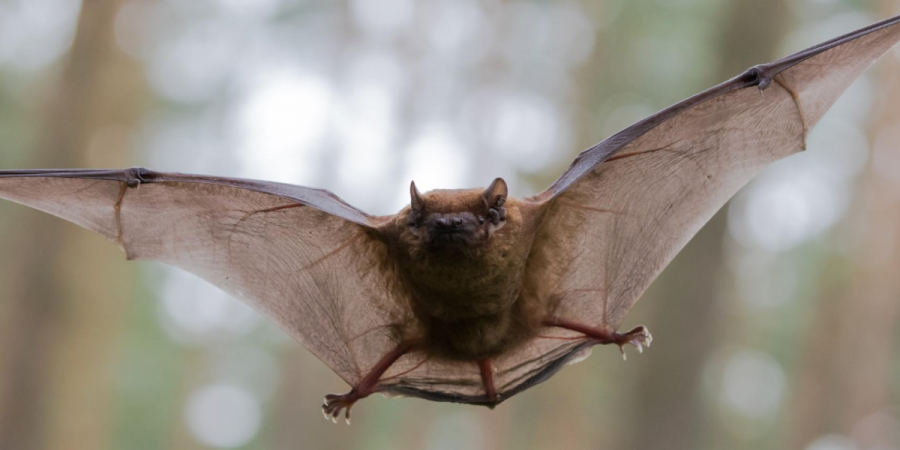 Winter Bat Exclusion in New England