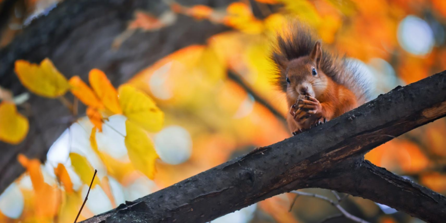  The Autumn Squirrel Surge in New England