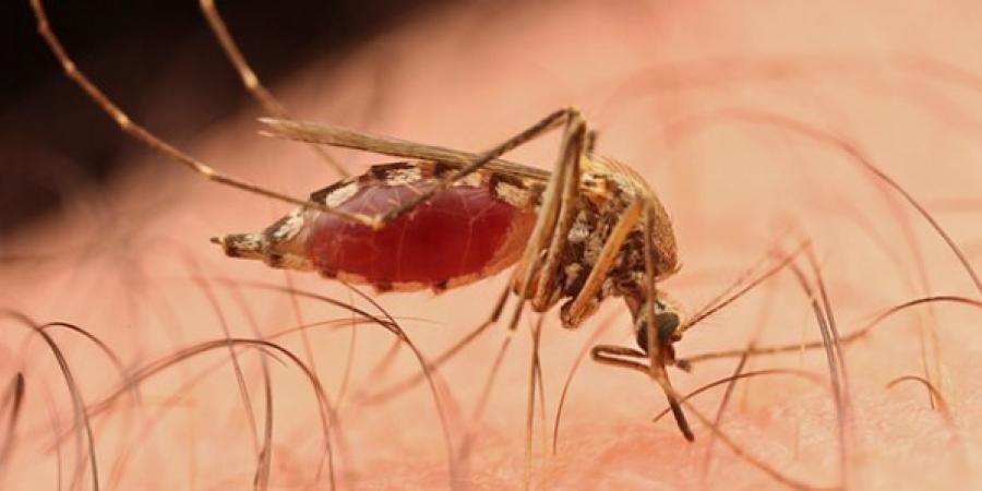 From DDT to DEET: Can We Just Eliminate Mosquitos For Good?