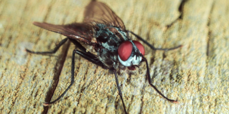 Life On Planet Earthworm: Where Those Annoying Swarms of Cluster Flies Really Start