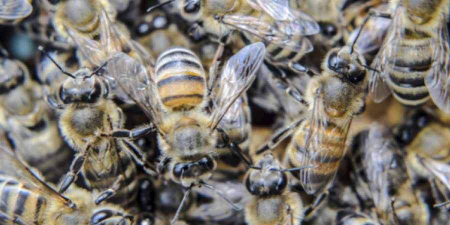 Honeybee Swarms: What To Do When You See One