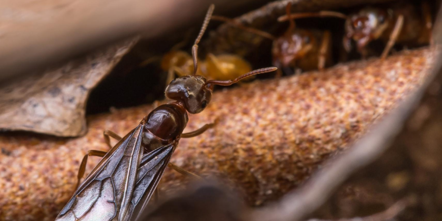 Termite Swarms? Maybe Not... 