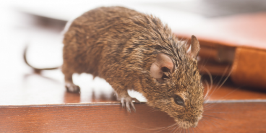 Your Urban Office Building Probably Has Mice