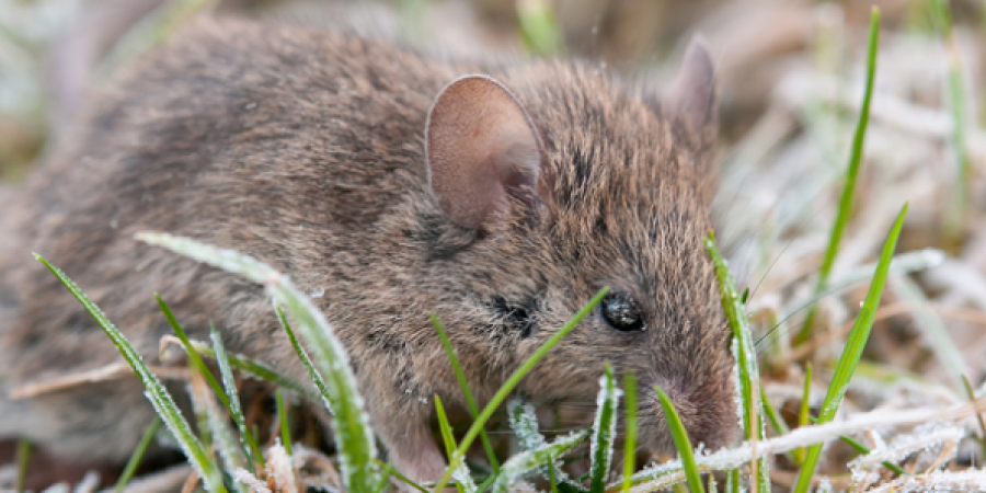 Mild Winters Lead To Booming Mice Populations