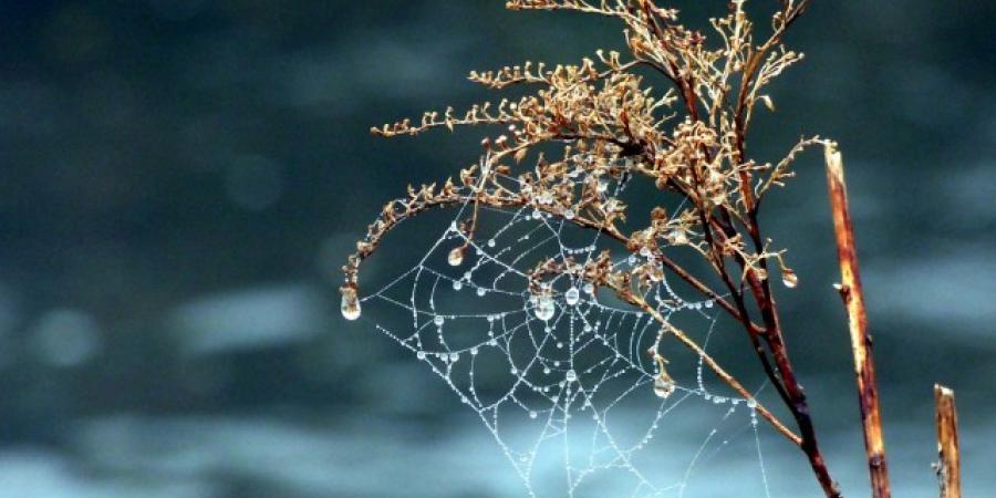 How Do Spiders Survive Winter In New England?