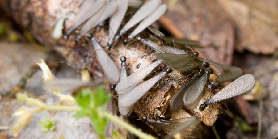 Termites swarming on a log