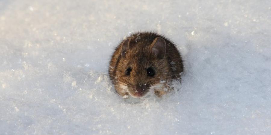 Winter Pests To Watch Out For In New England