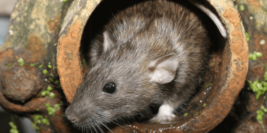 Are Urban Rats the Same as Rural Rats?