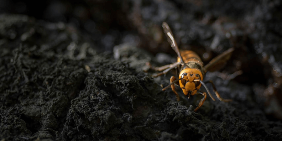 Asian Giant Hornets in the US: Here’s the Scoop from the Pros