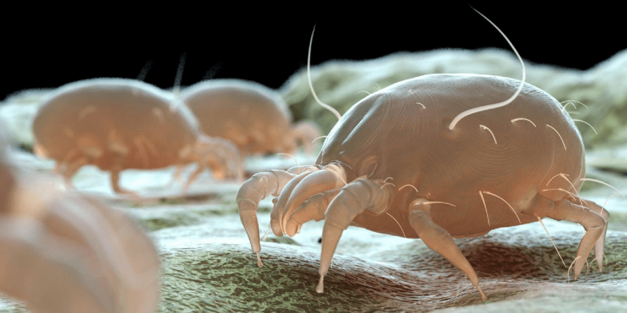Bed Bugs vs. Dust Mites: What's the Difference?