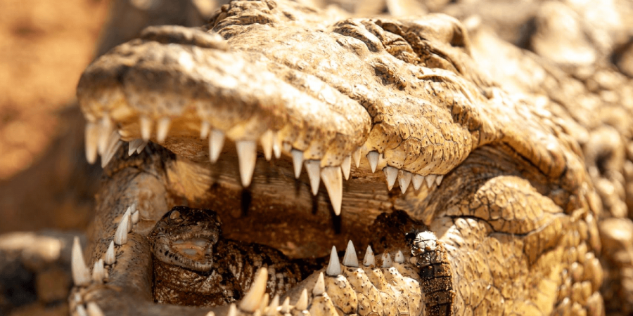 An alligator mother holding her young in her mouth