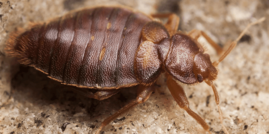 Do Bed Bugs Have a Season?