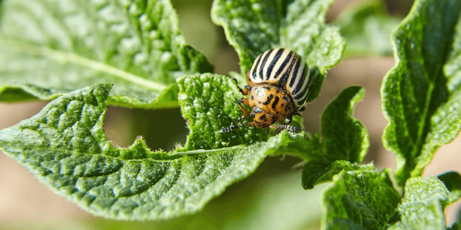 Do Some Plants Attract More Pests than Others?