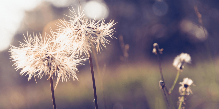 For the Love of Bees, Let Your Weeds Grow