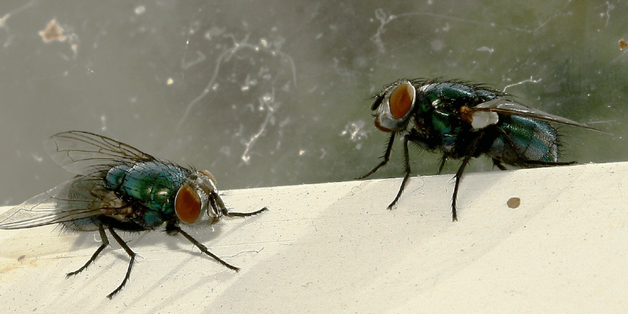 Got Flies?