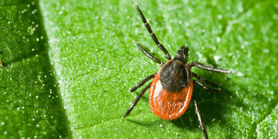 How Common is Lyme Disease in New England?