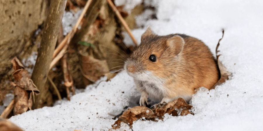 How Different Pests Survive the Winter