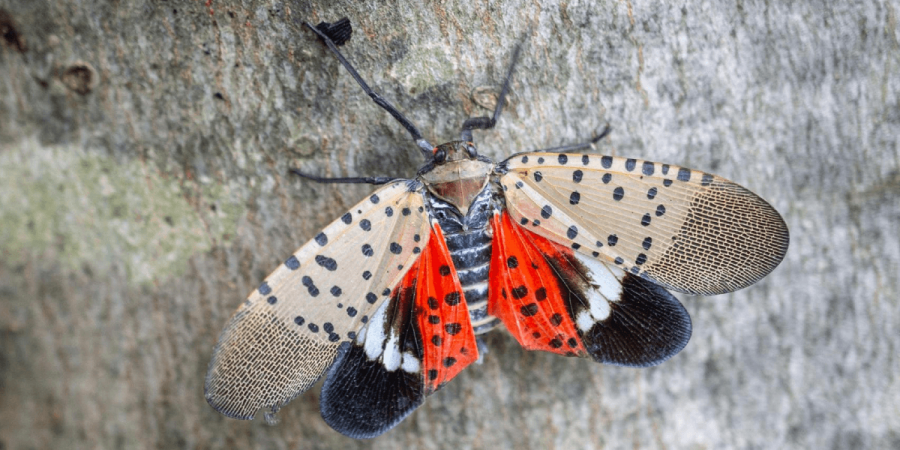 Invasive spotted lanternfly